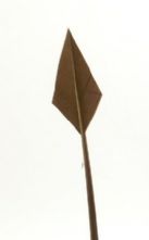 Chocolate Arrow Head Feather